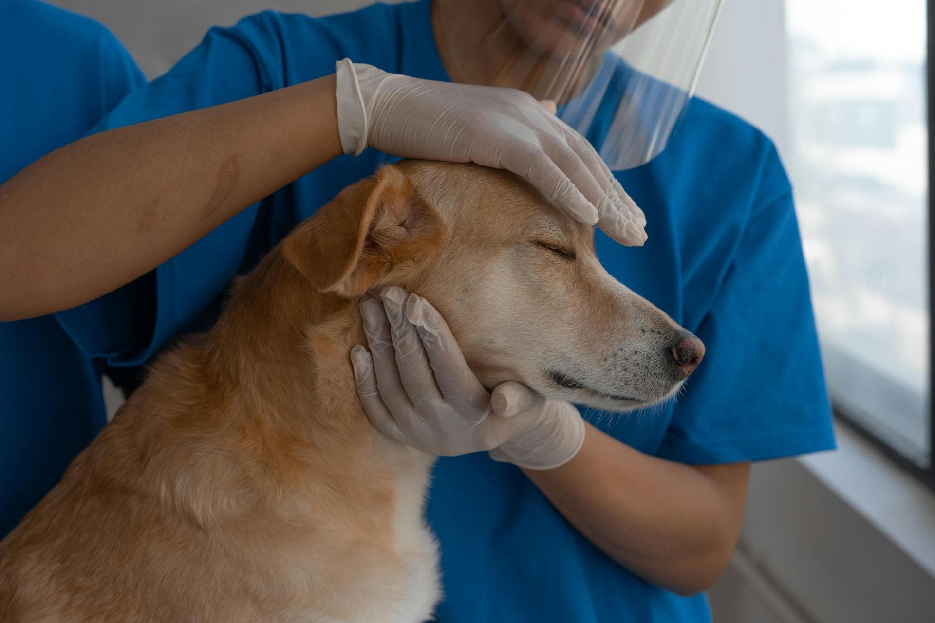 Emergency Vets in Naas